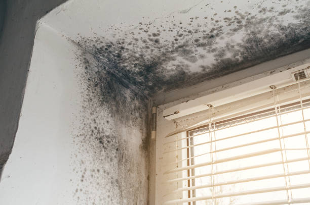 Affordable Mold Cleanup solutions in Nicktown, PA